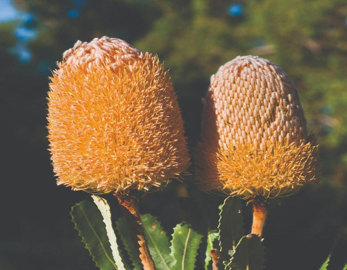 Wild flower seasonal Tours