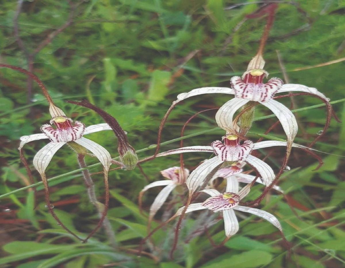 Wild flower seasonal Tours