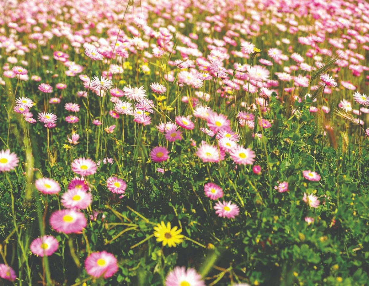 Wild flower seasonal Tours