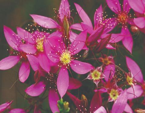 Wild flower seasonal Tours
