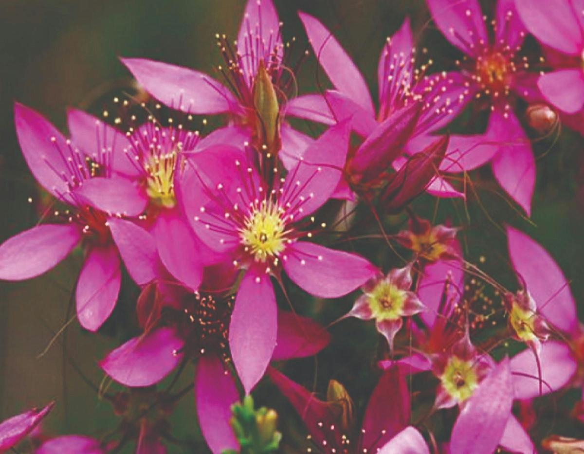 Wild flower seasonal Tours