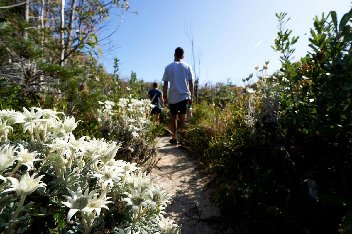 South Pacific Heathland Walk