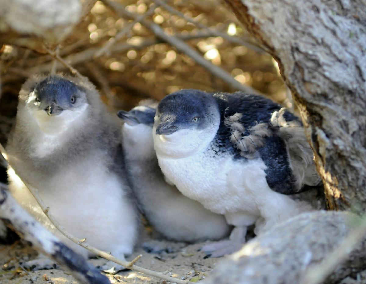 Garden Island, Rockingham, Western Australia