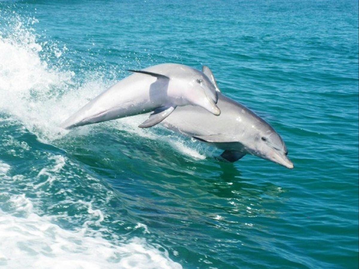 Rockingham, Western Australia