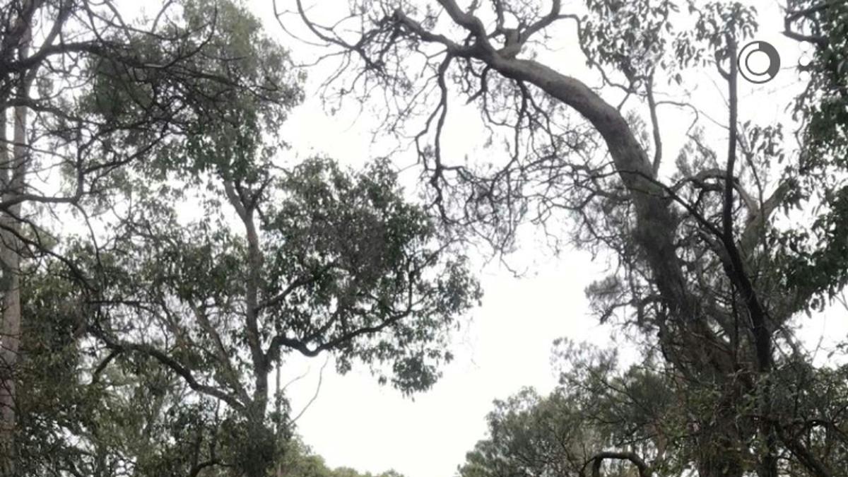 South West Central Bush Block