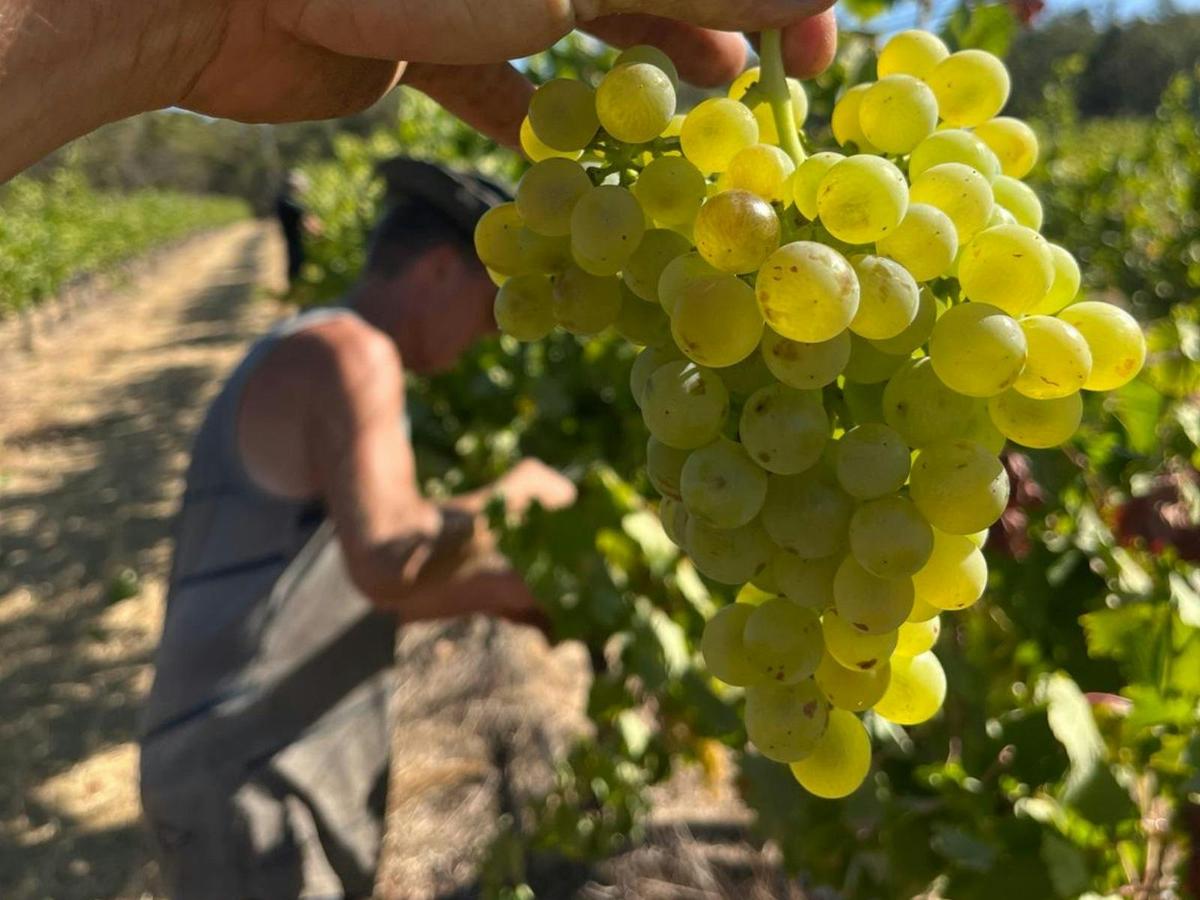 Hand Picking at Blackwood Valley Vineyard