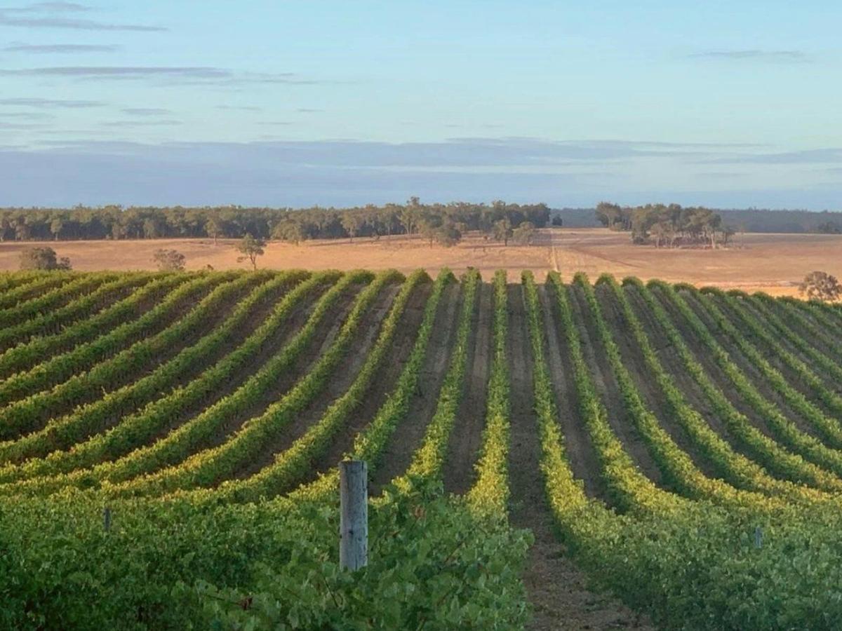 Blackwood Valley Vineyard