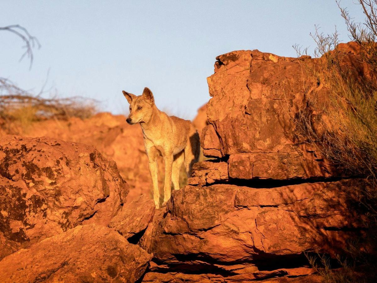Pilbara - 8 Day 4WD Tour