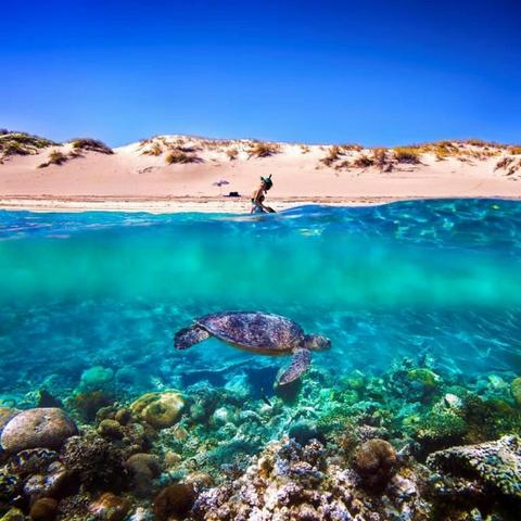 Snorkel the Ningaloo Reef