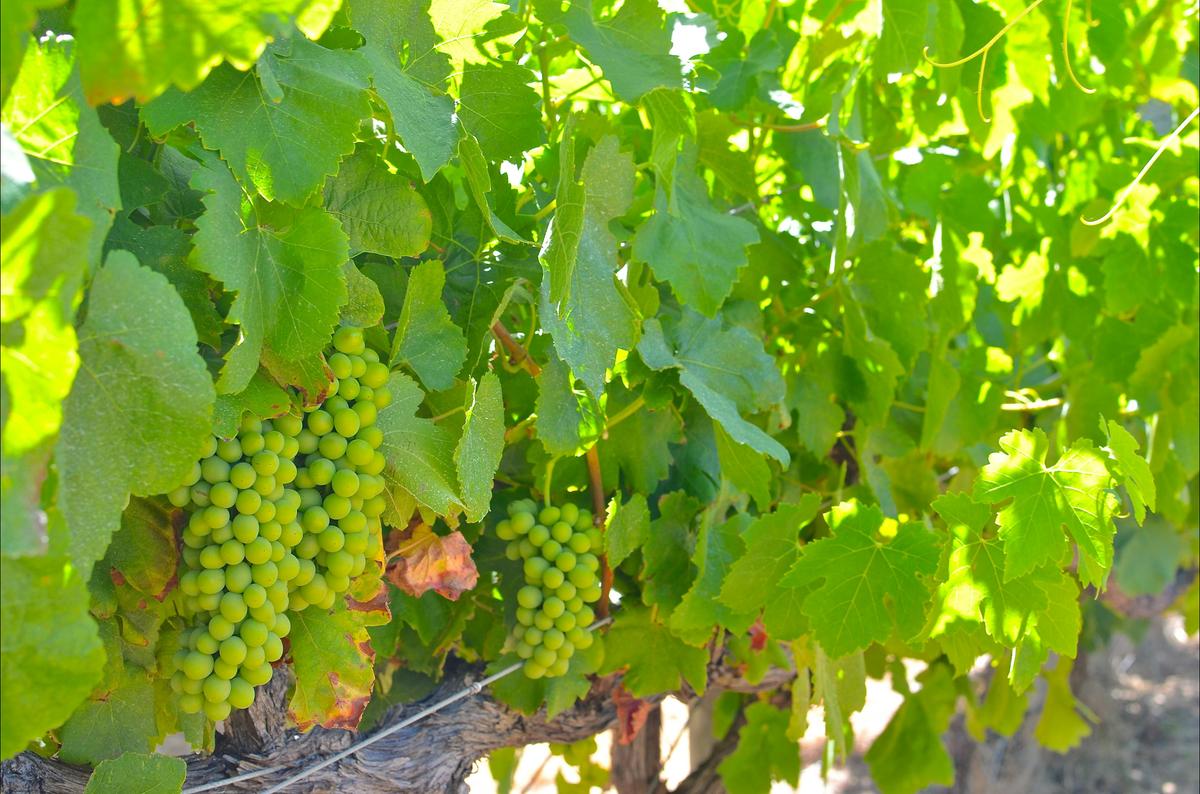 Wine and Sights Discovery Tour