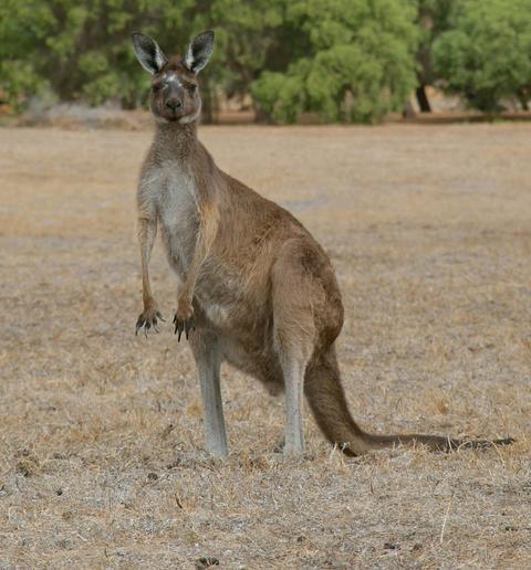 Nocturnal Wildlife Encounter
