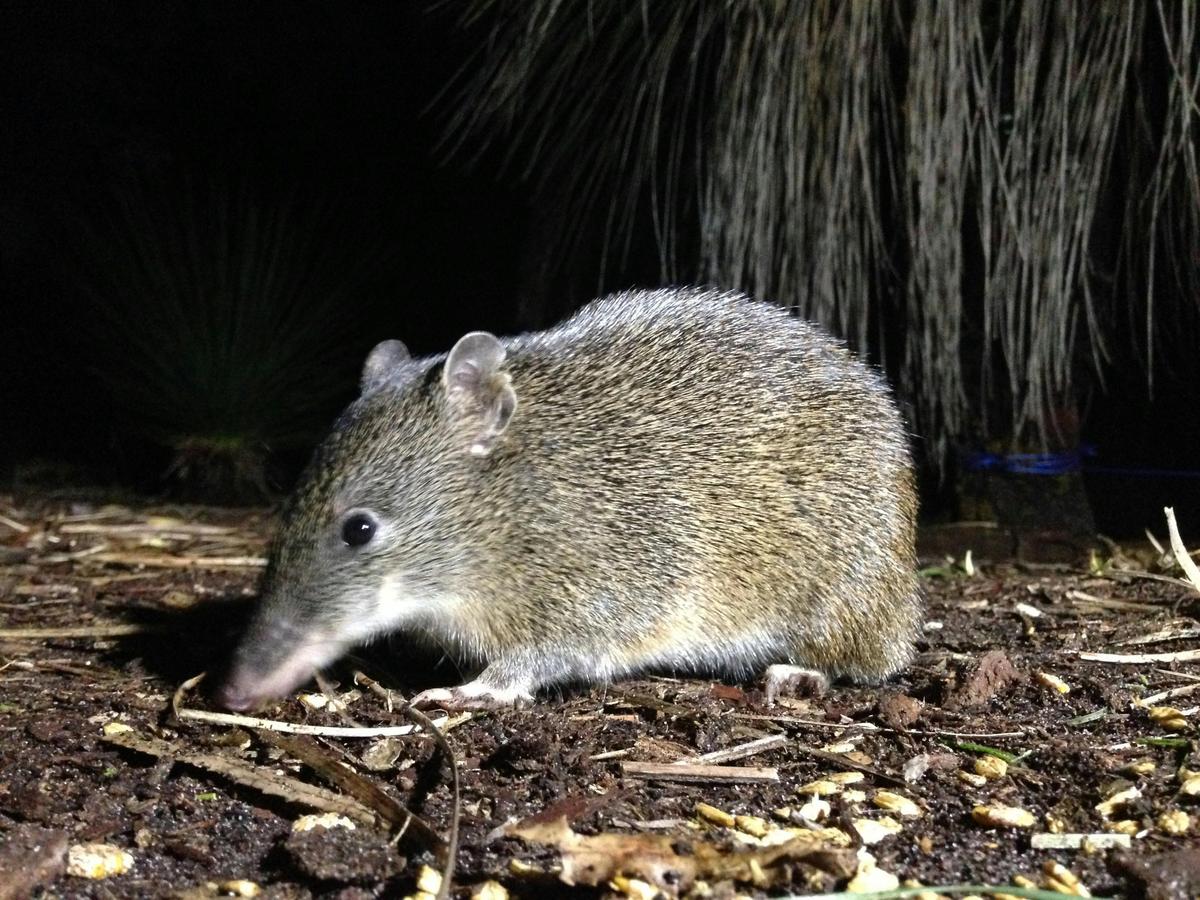 Nocturnal Wildlife Encounter