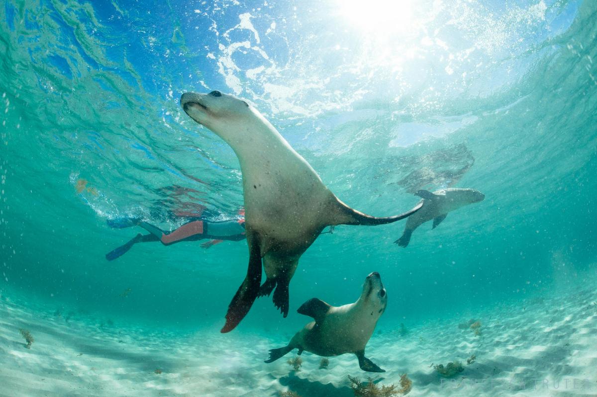 Sea Lion Tour