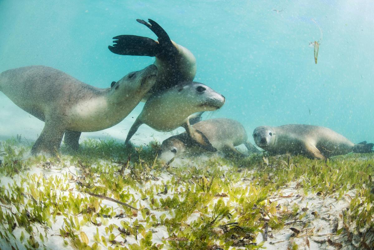 Sea Lion Tour