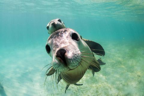 Sea Lion Charters