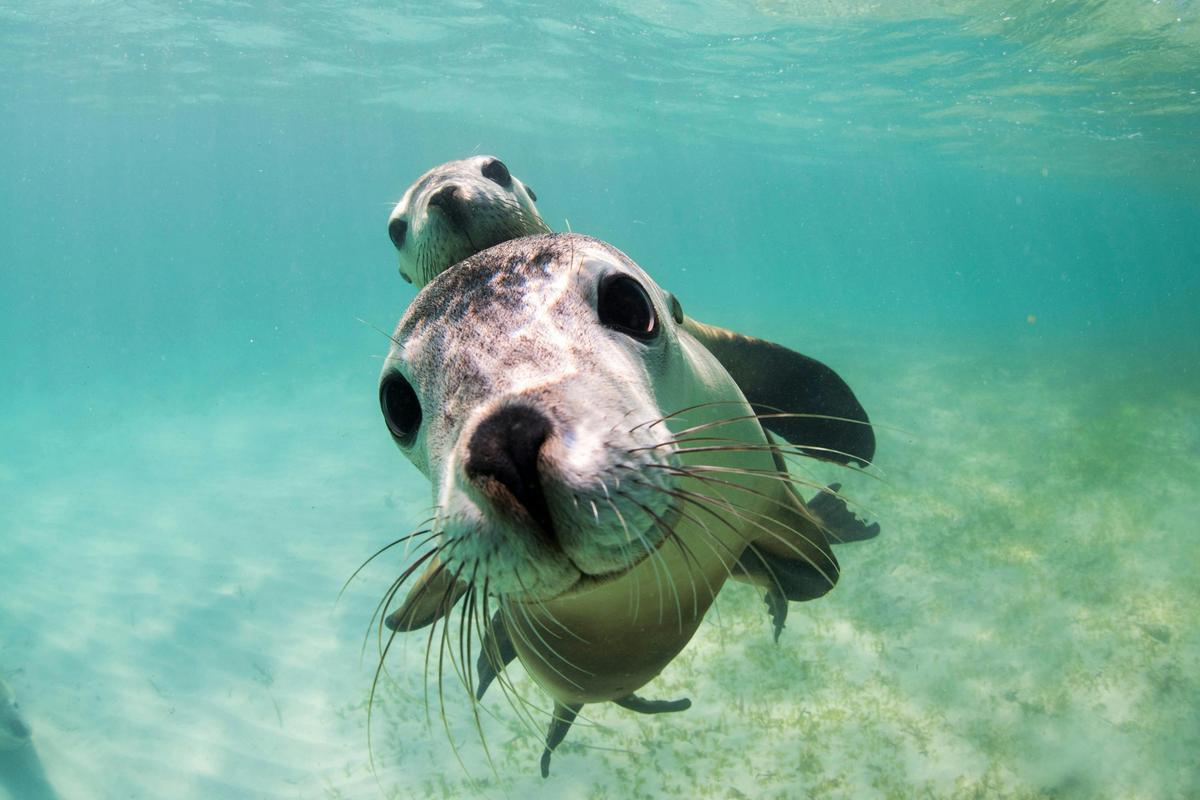 Australian Sea Lions