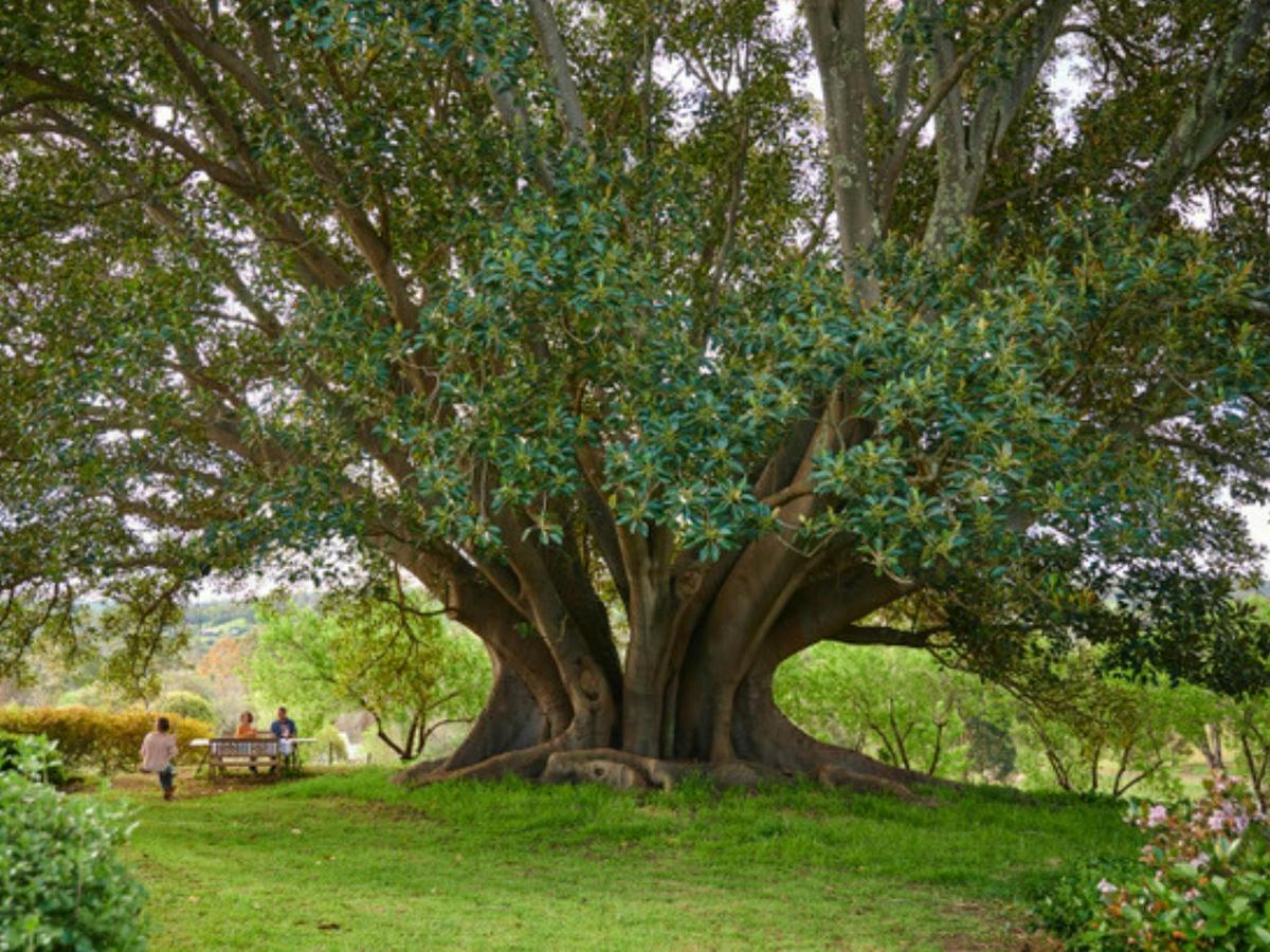 Sunnyhurst Winery Picnics