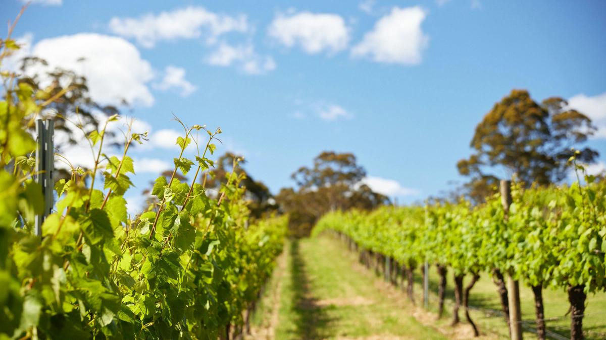 Rockcliffe Vineyard