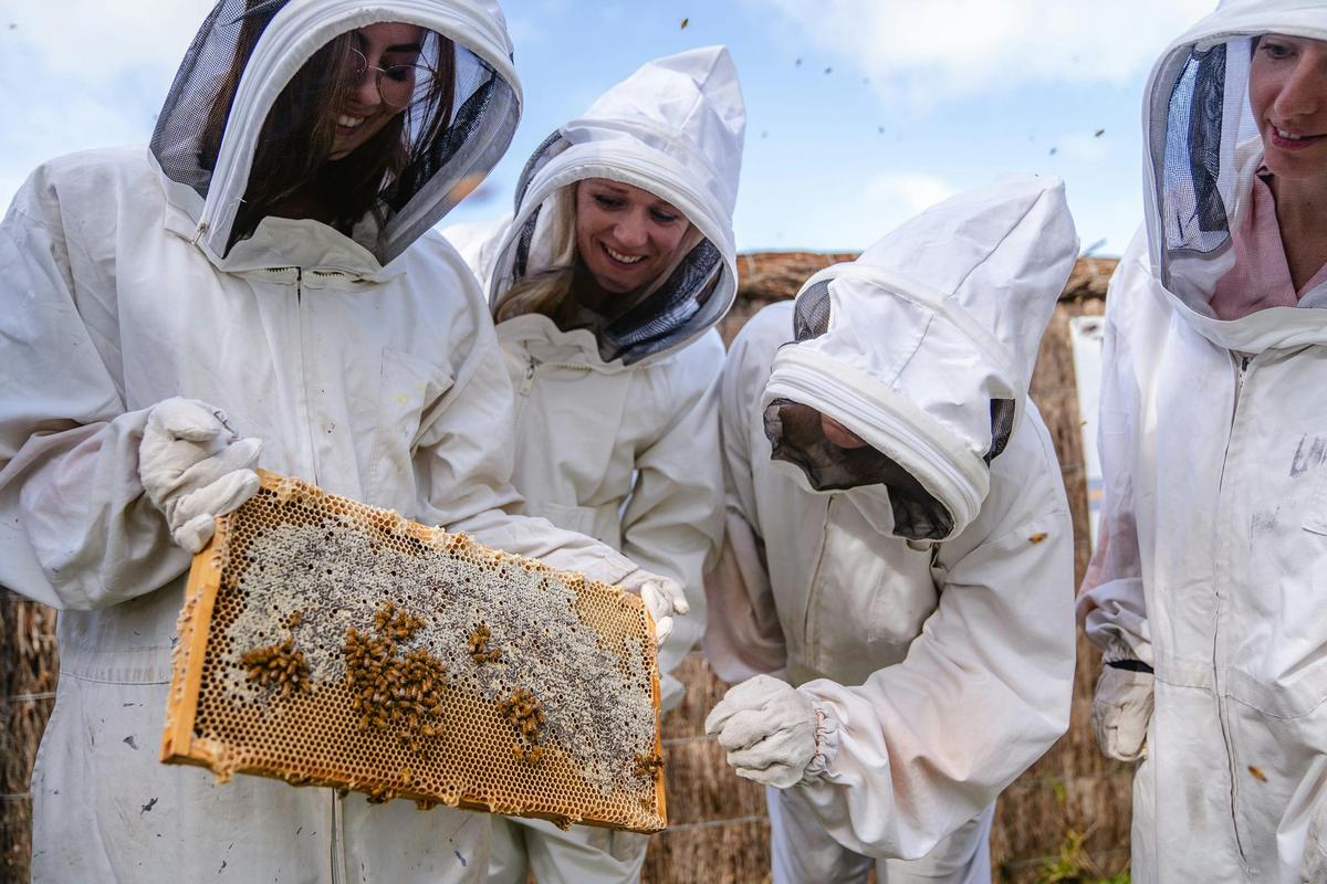 Bee Safari