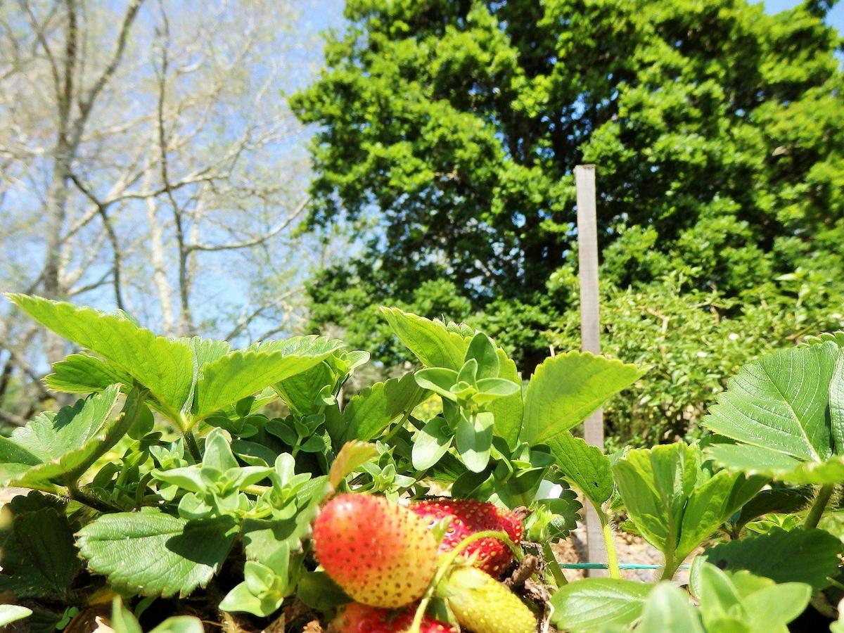 Heritage Strawberries at Old Farm, Strawberry Hill