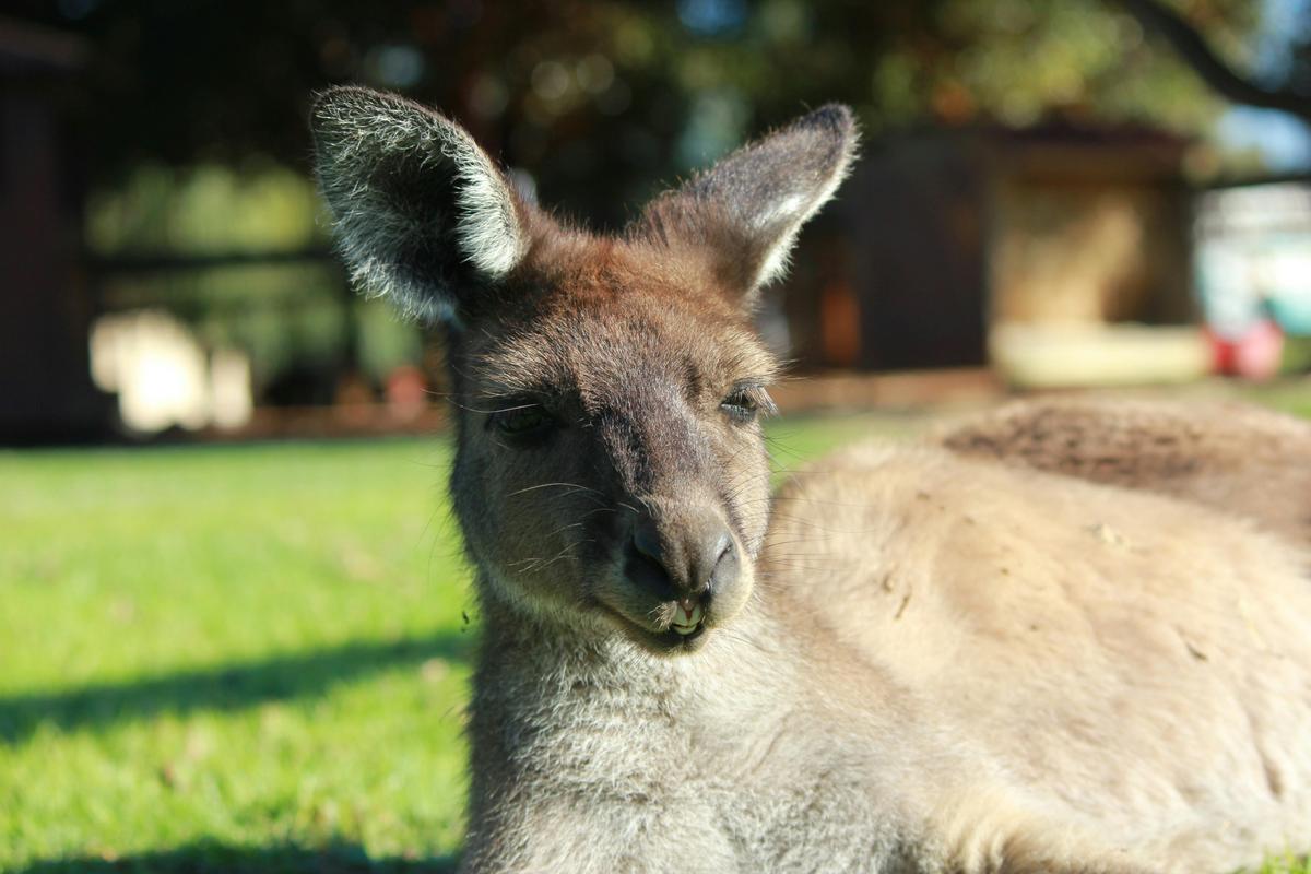 Matilda the Kangaroo