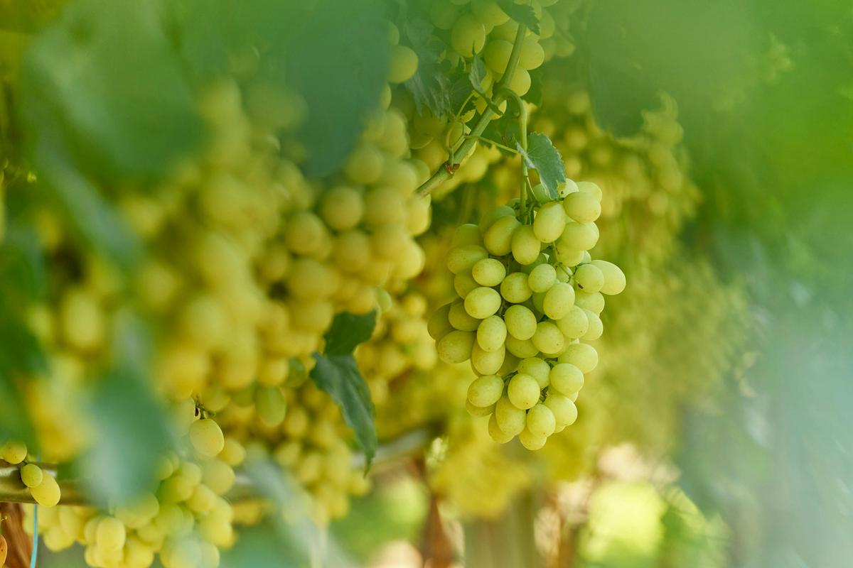 Swan Valley table grapes