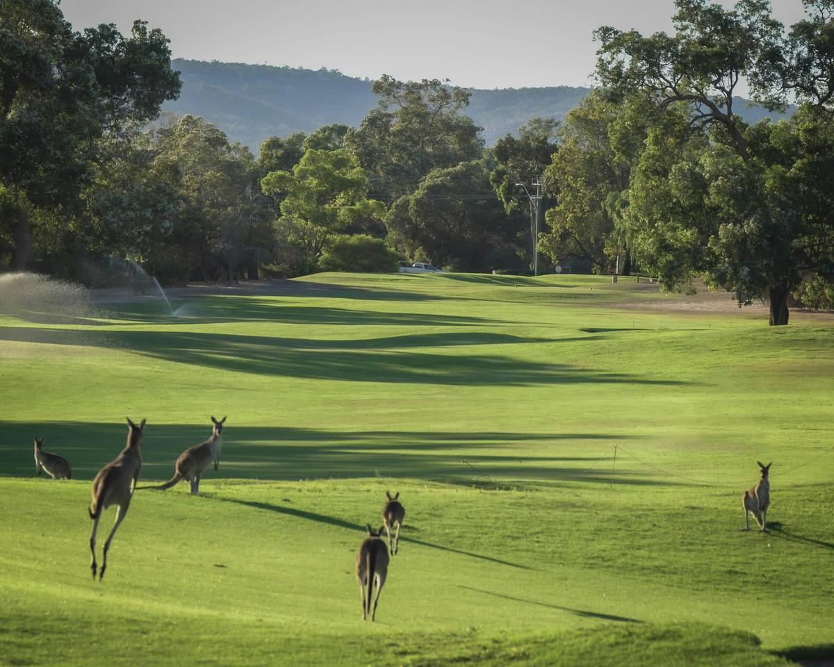 Kangaroos