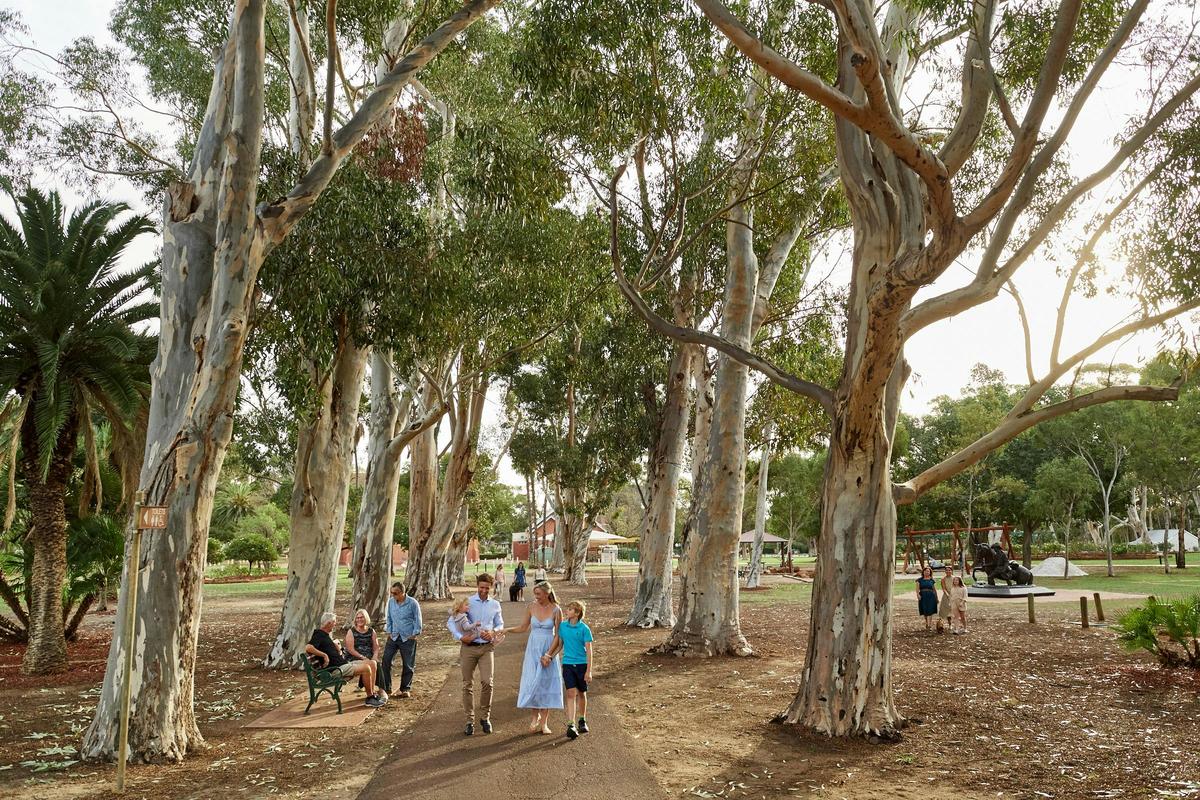 Majestic Sugar Gums Stirling Square Guildford