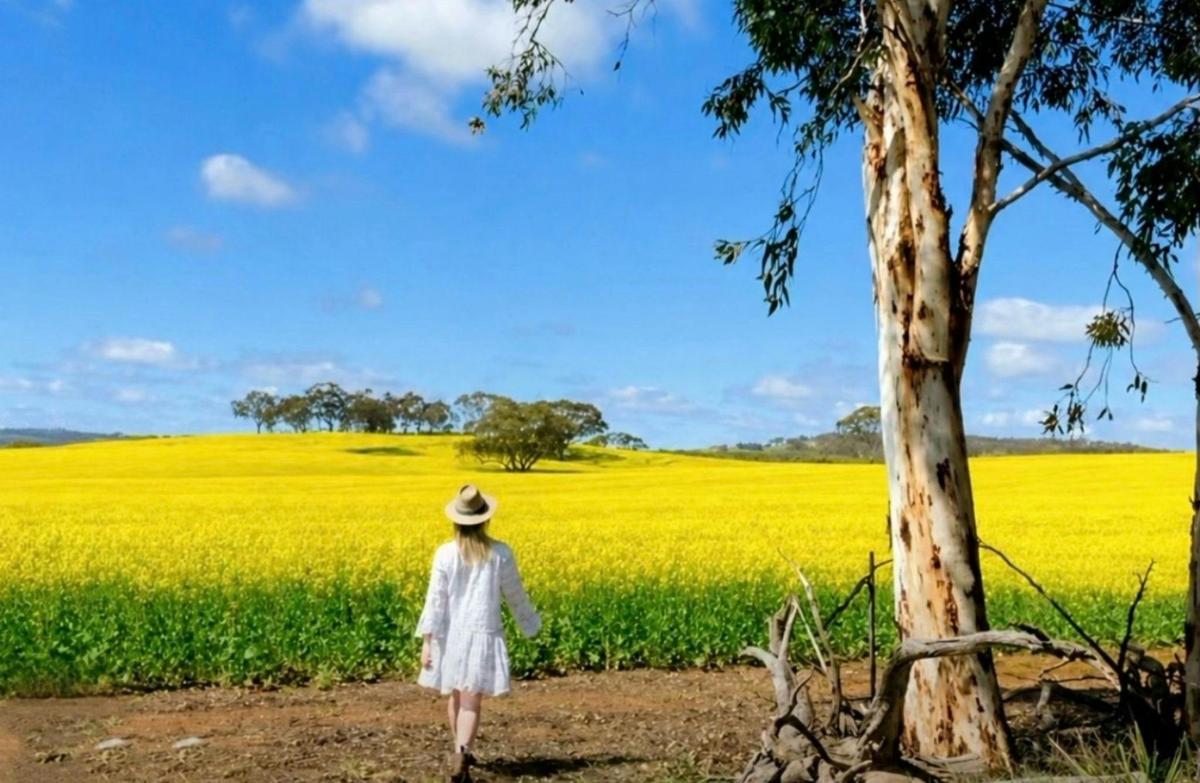 Perth wildflower day tour guided by Cara from take you tours. Visit Canola fields & everlastings