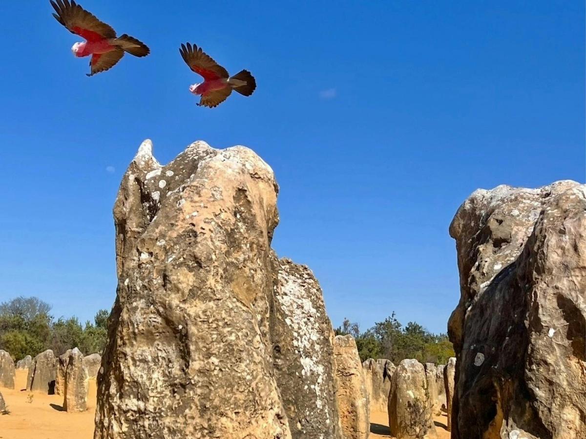 Turquoise Coast & Pinnacles Desert with Seafood Lunch