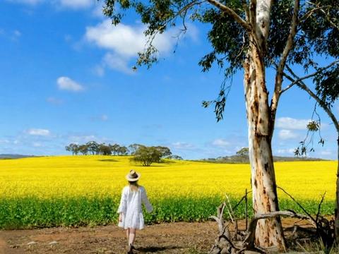 Wildflowers, Canola Fields and Historic New Norcia Day Tour