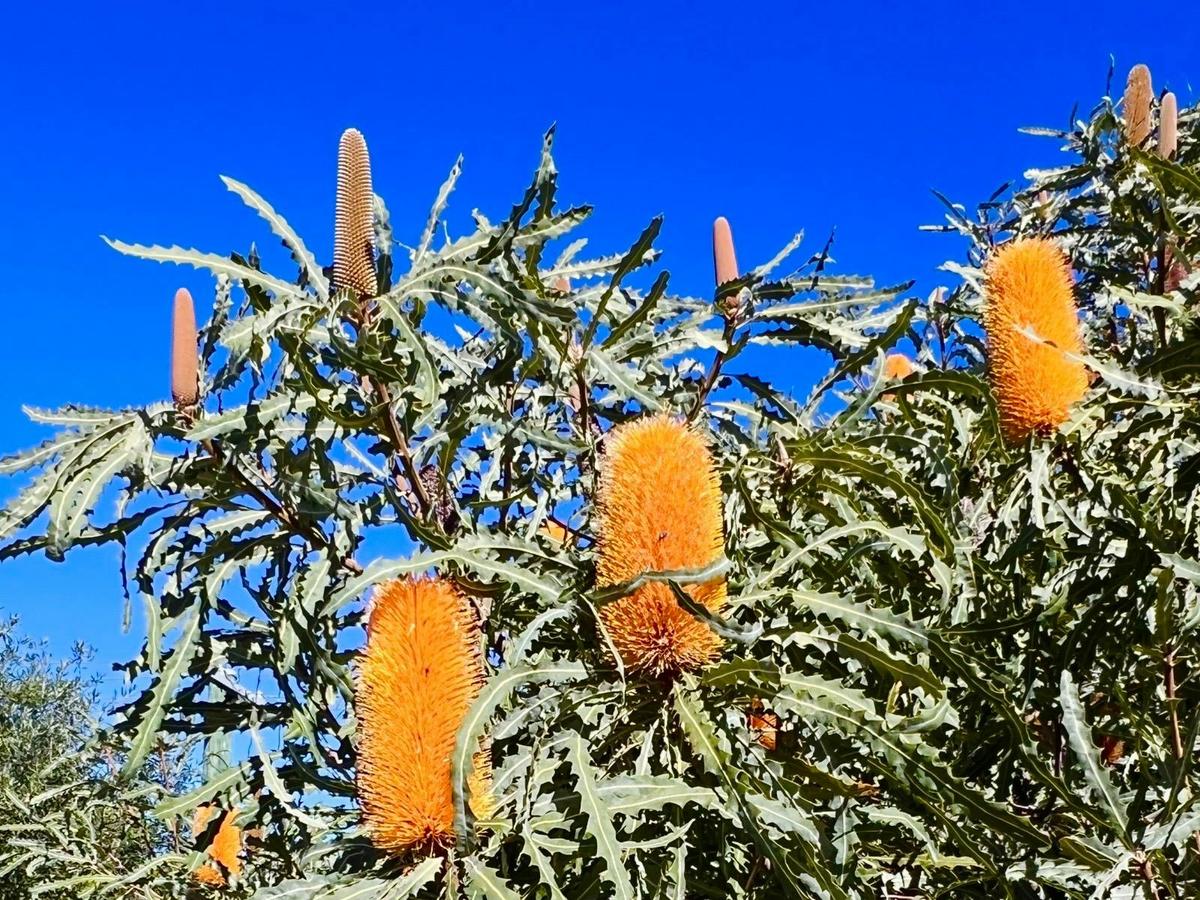 Western Australia wildflower day tour with take you there tours. Small boutique floral day tours