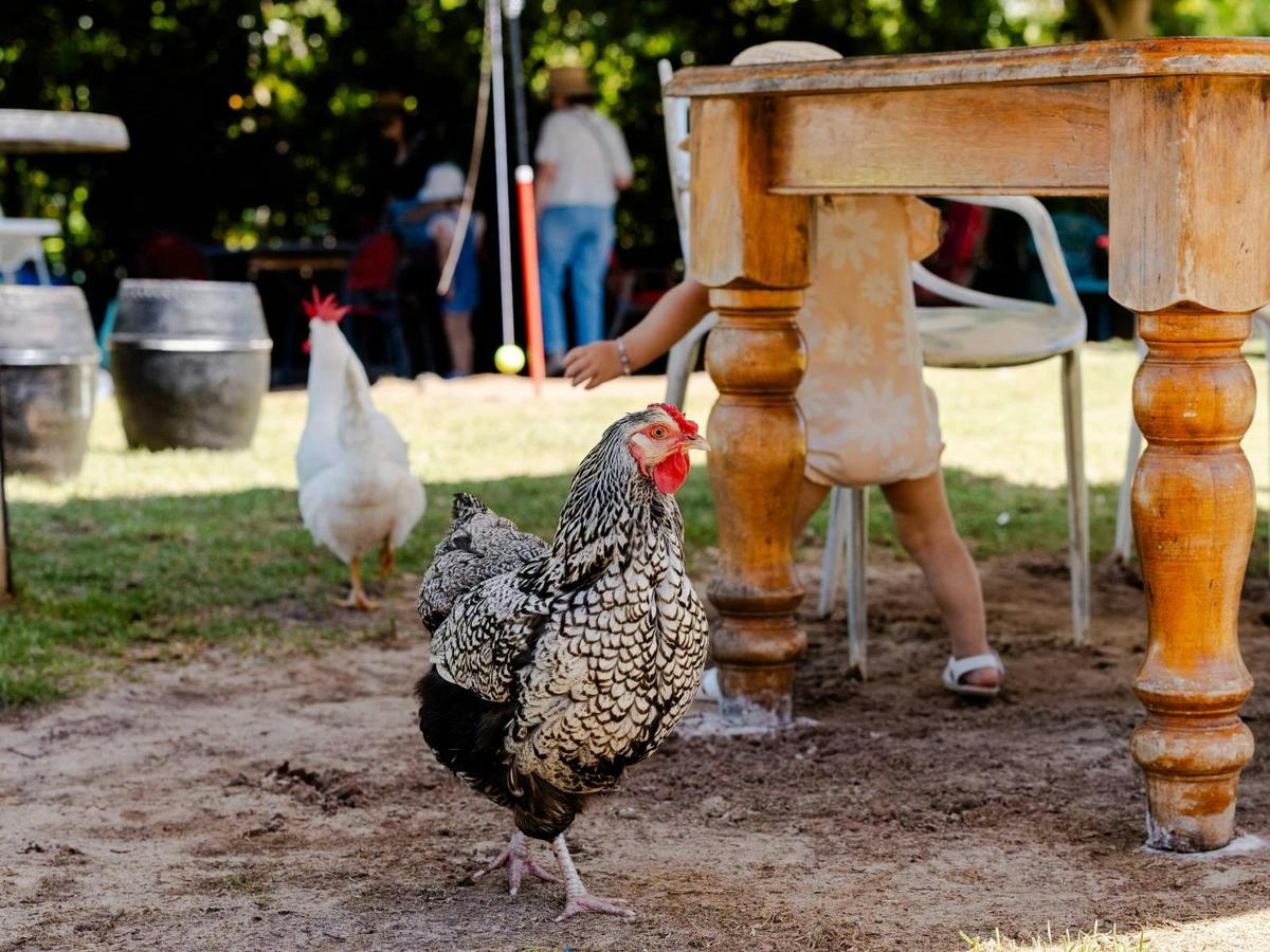 Swan Valley Station chickens roam free