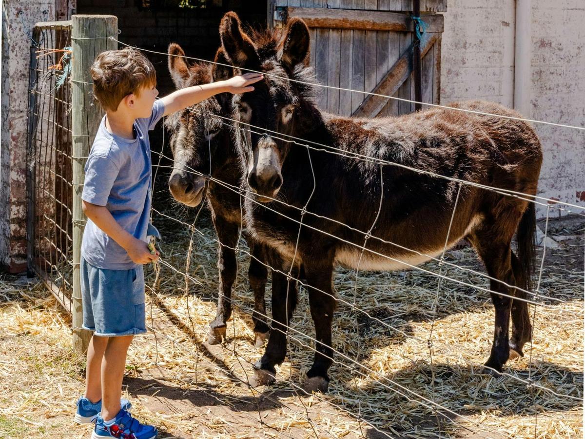 Swan Valley Station donkeys