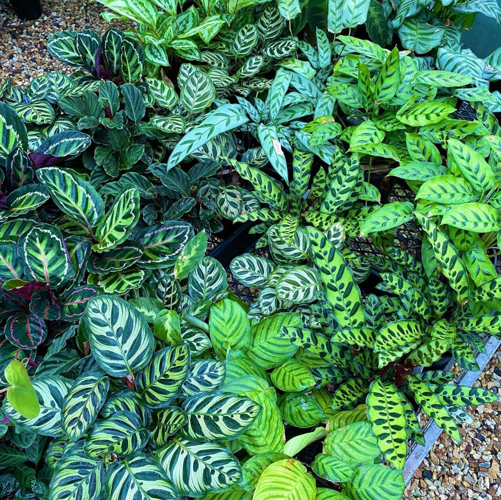 Summerland Antiques and Garden Centre