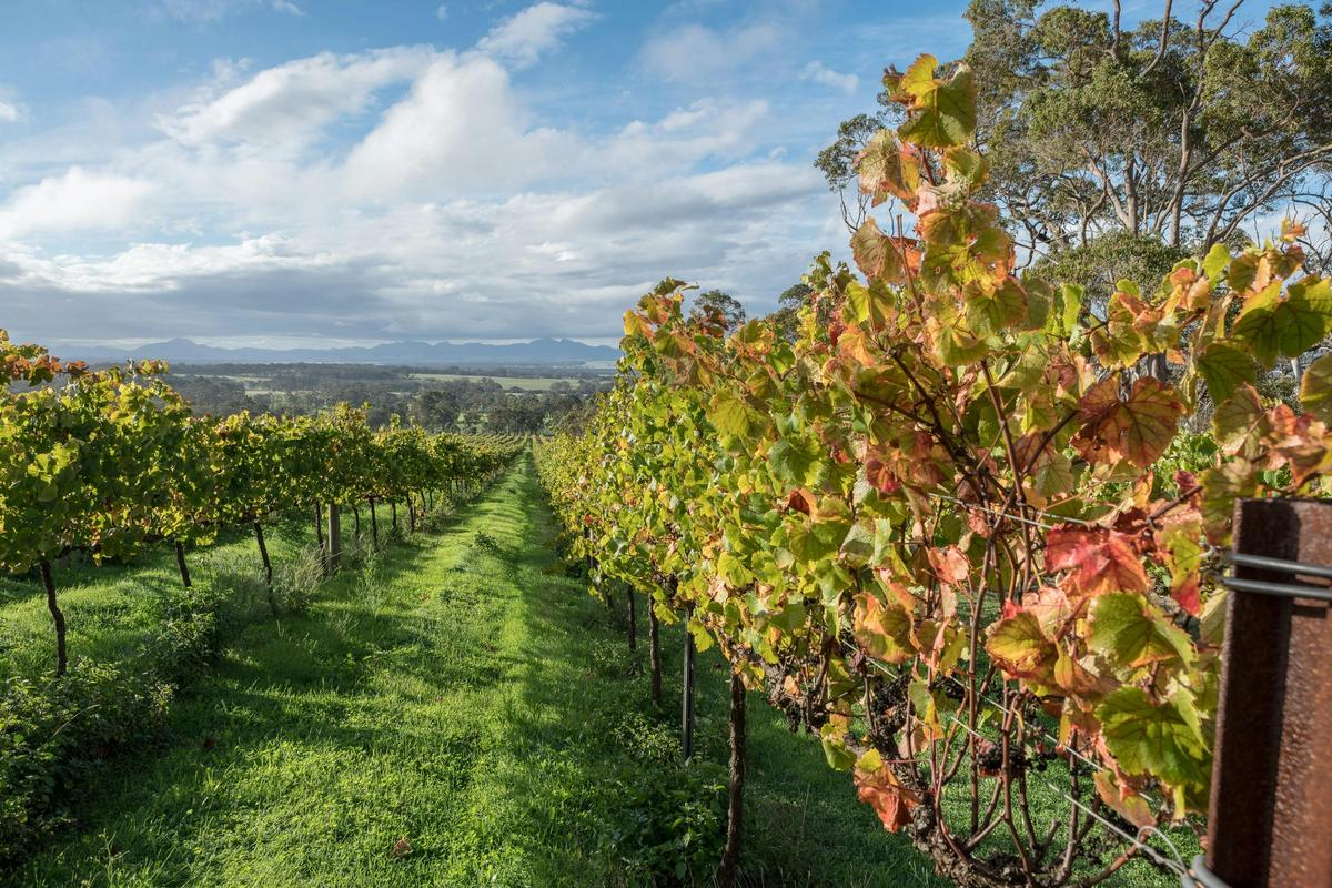 Vineyard views