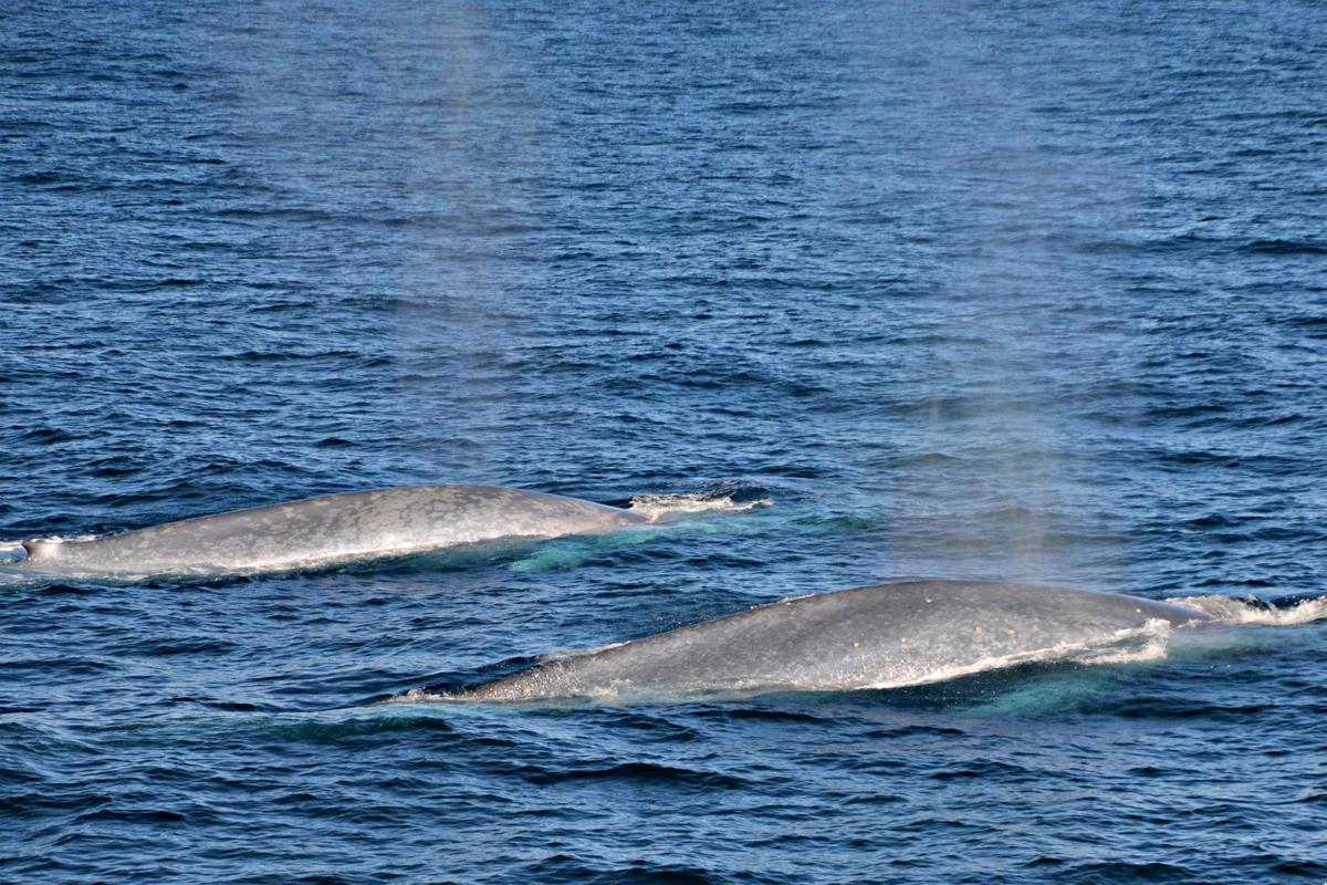 Perth Canyon Blue Whale Research Safari
