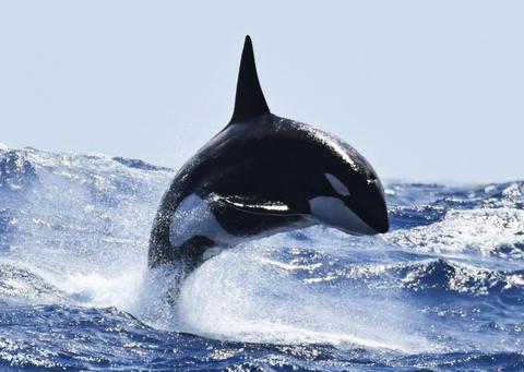 Whale Watch Western Australia