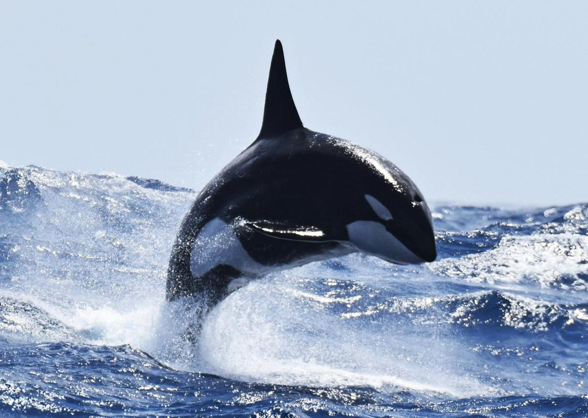 Whale Watch Western Australia