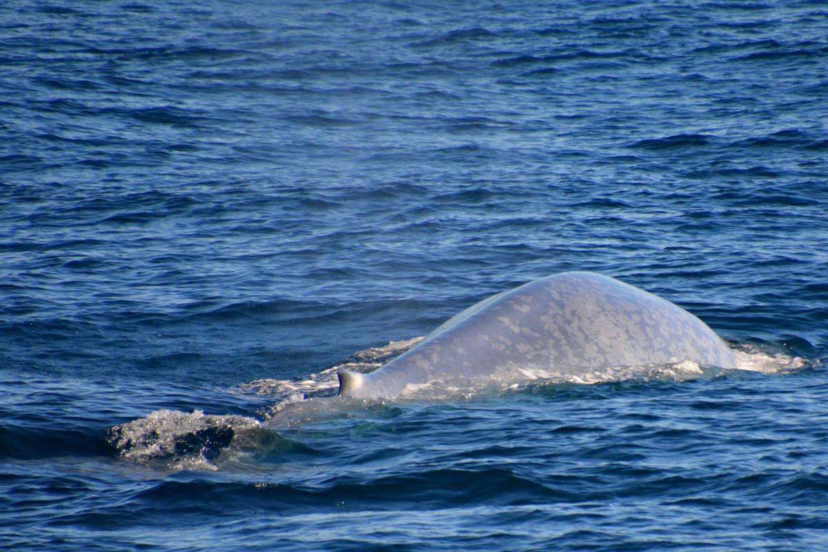 Perth Canyon Blue Whale Research Safari