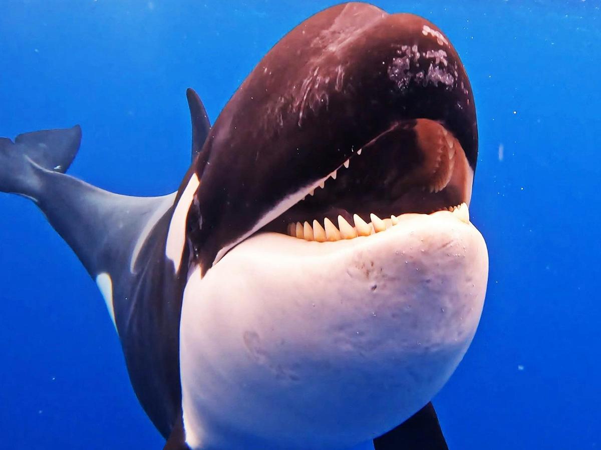 Bremer Bay Orca Experience
