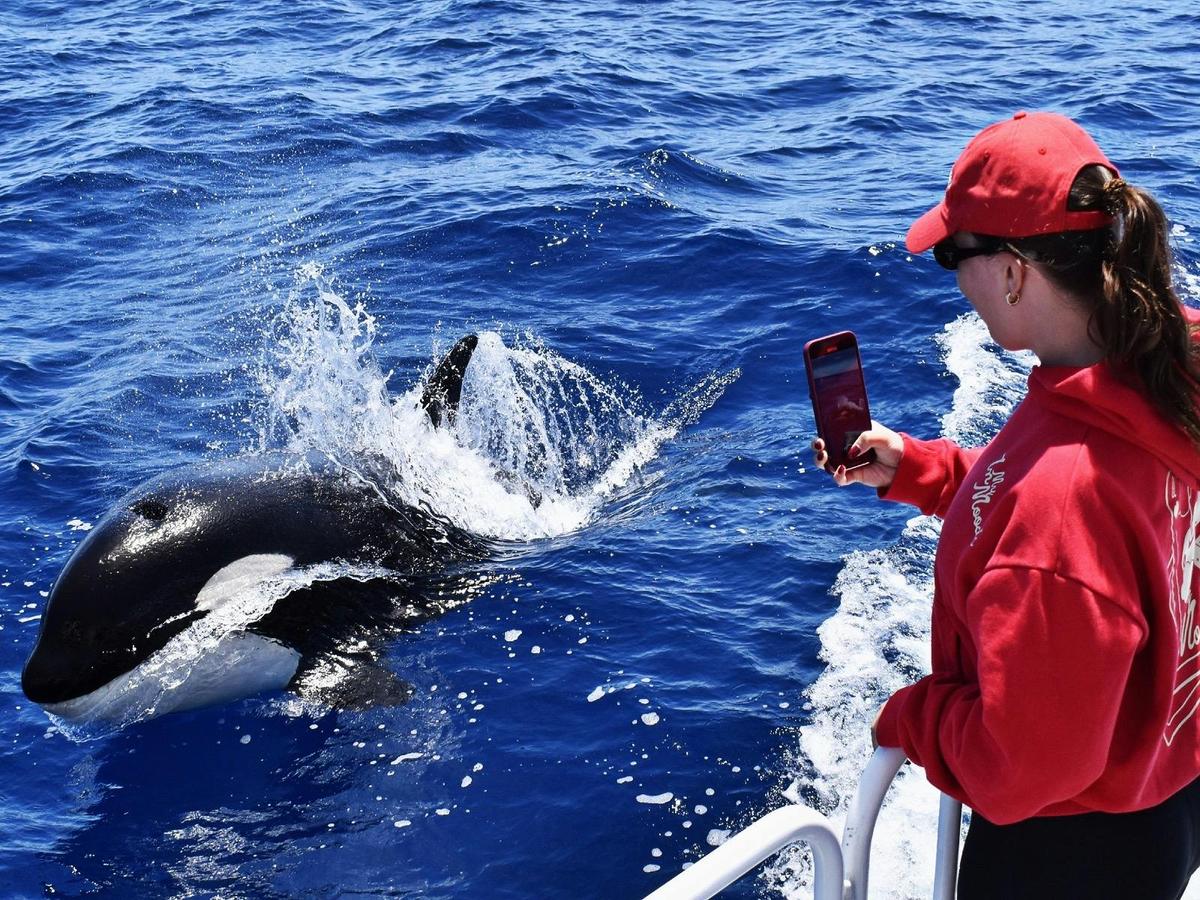 Bremer Bay Orca Experience