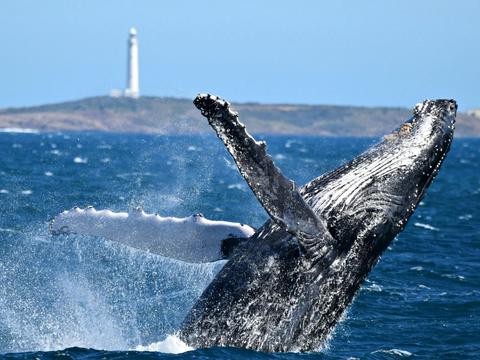 Whale Watching Augusta