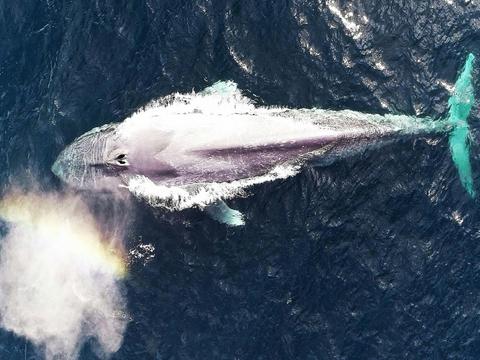 Perth Canyon Blue Whale Research Safari