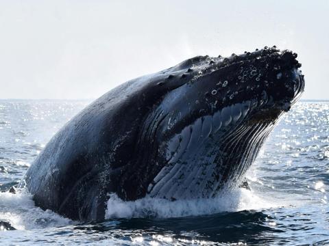 Whale Watching Perth
