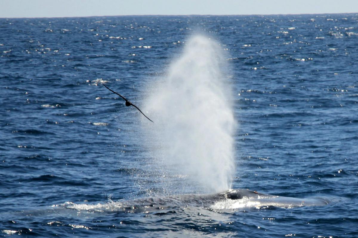 Perth Canyon Blue Whale Research Safari