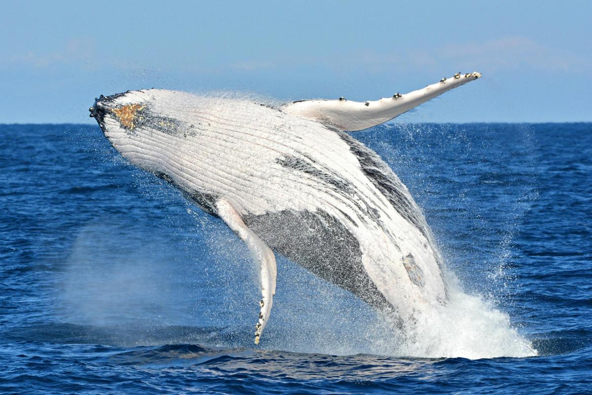 Whale Watch TV