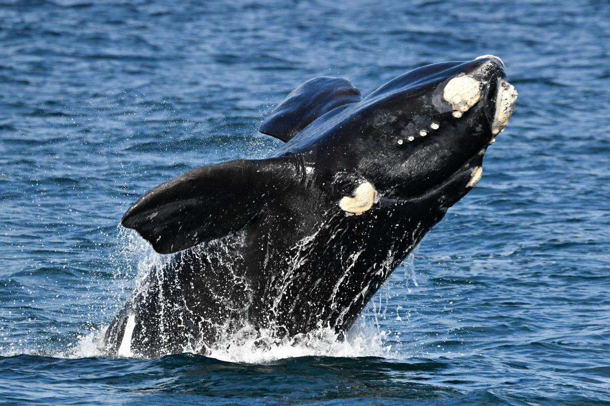 Whale Watch TV