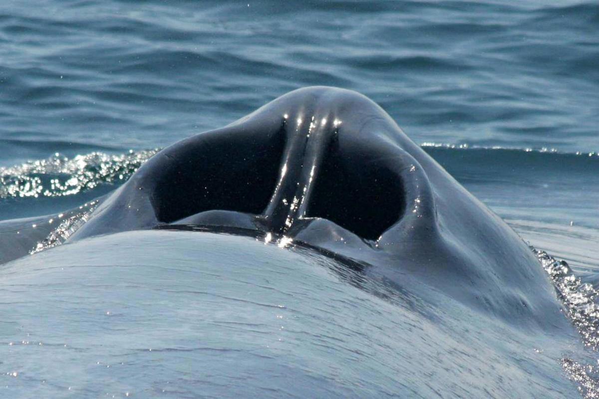 Perth Canyon Blue Whale Research Safari