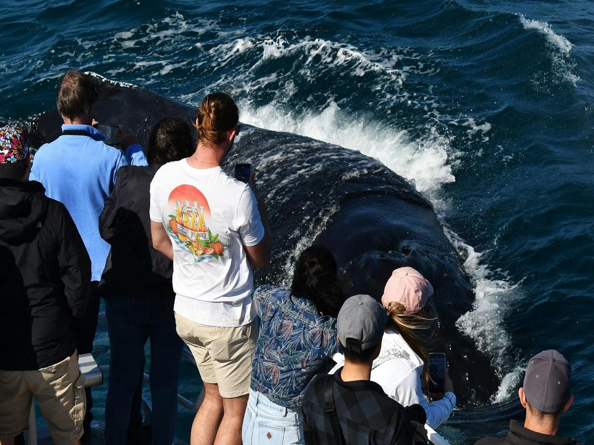 Whale Watching Perth